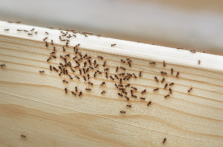 Garantie 1 an extermination de fourmis Paquetville